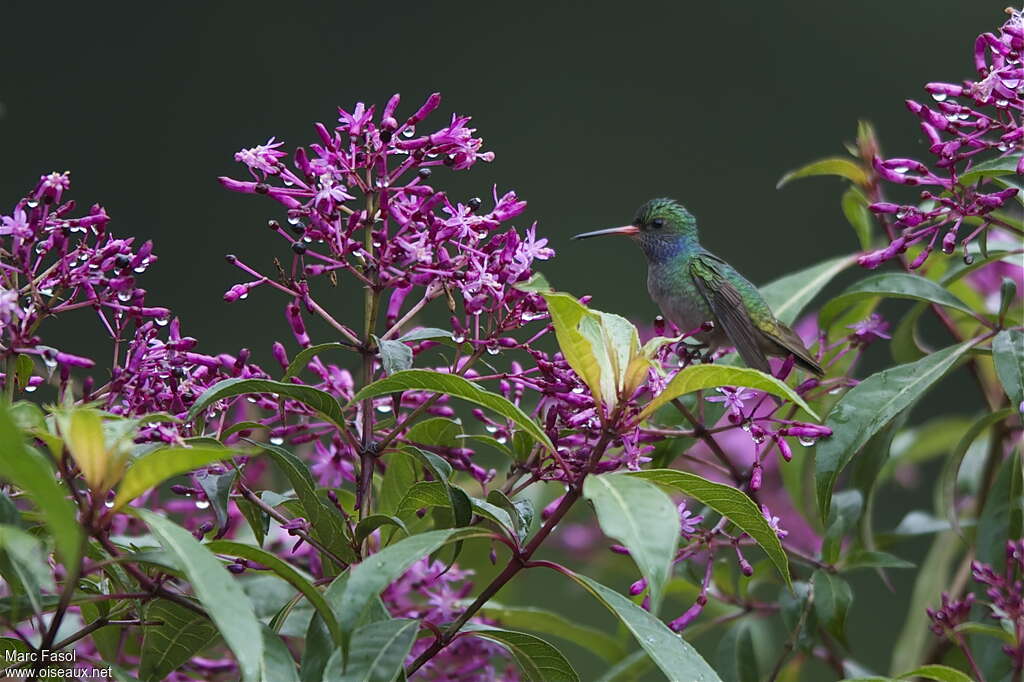 Blue-throated Sapphire male, feeding habits