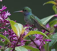 Blue-throated Sapphire