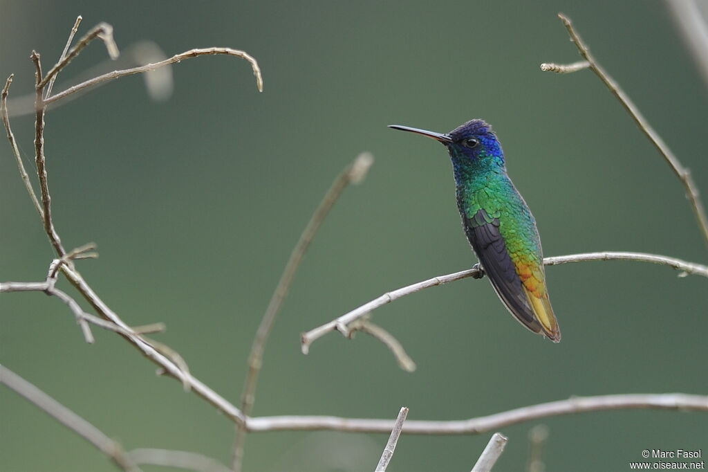 Golden-tailed Sapphire male adult breeding, identification