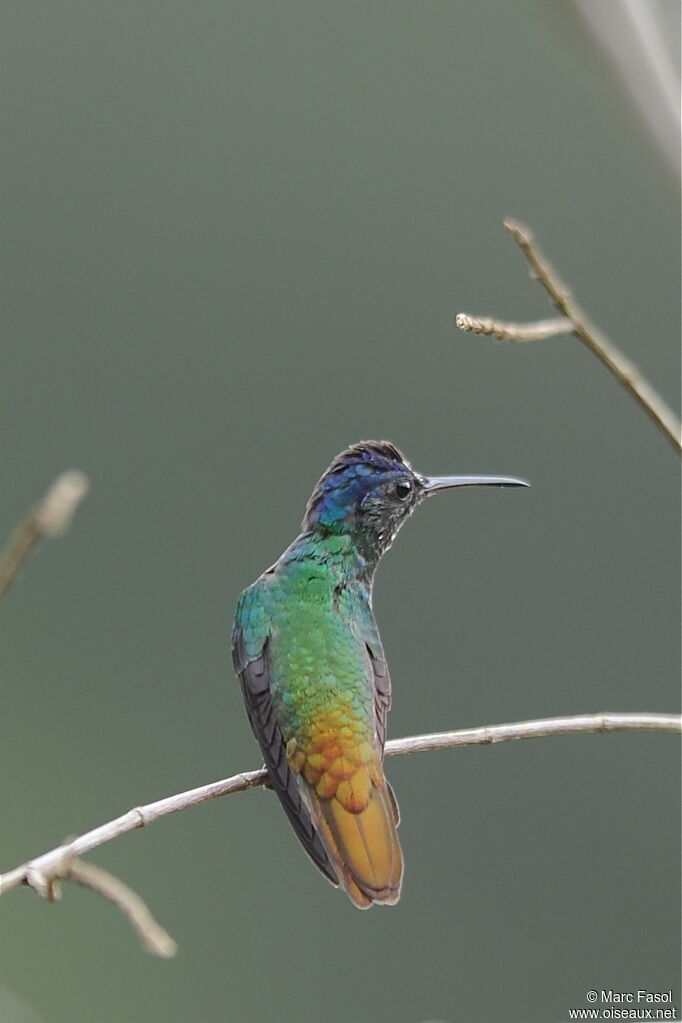 Saphir oenone mâle, identification