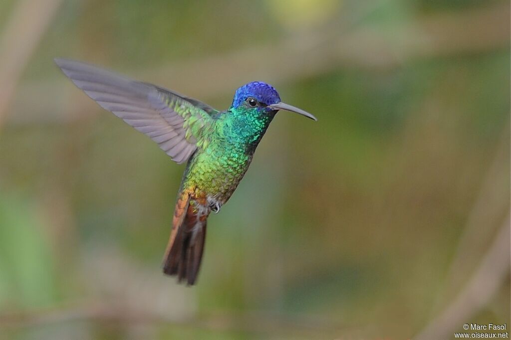 Golden-tailed Sapphire male adult breeding, Flight