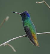 Golden-tailed Sapphire