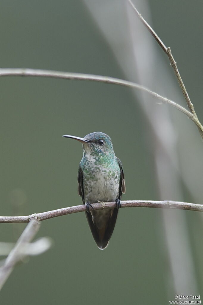 Golden-tailed Sapphire female adult, identification