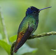 Golden-tailed Sapphire