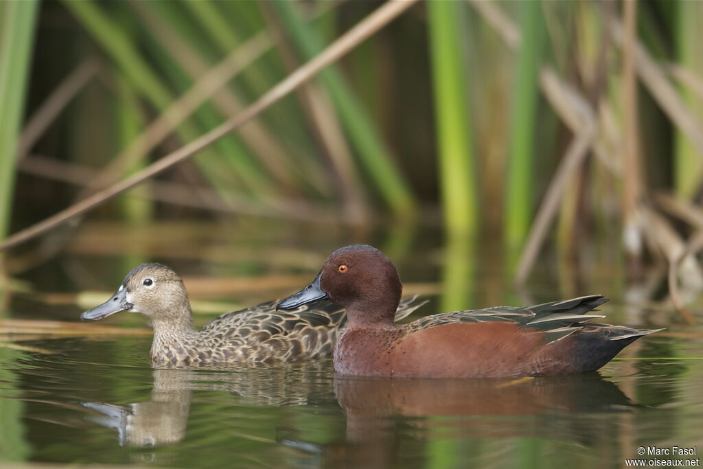 Cinnamon Teal adult, identification