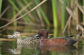 Cinnamon Teal