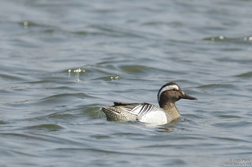 Garganey male adult breeding, identification