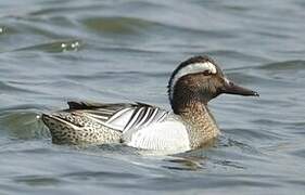 Garganey