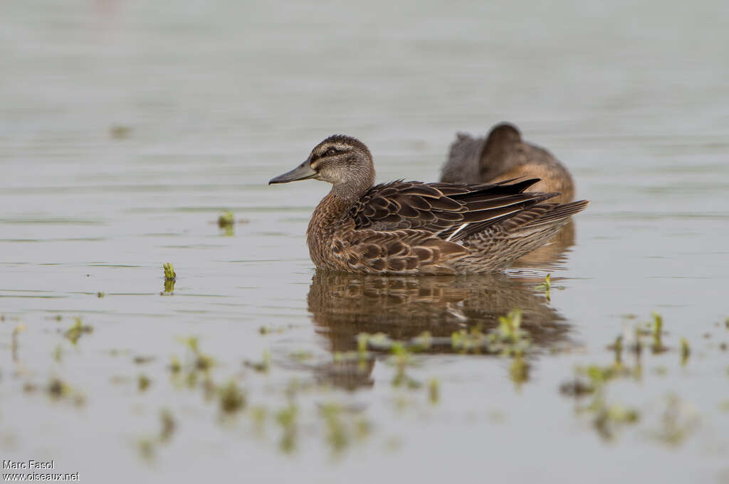 Garganeyjuvenile, identification