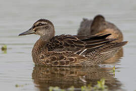 Garganey