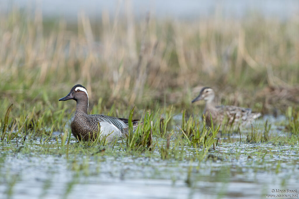 Garganeyadult breeding, feeding habits