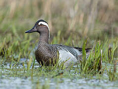 Garganey