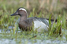 Garganey