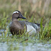 Garganey