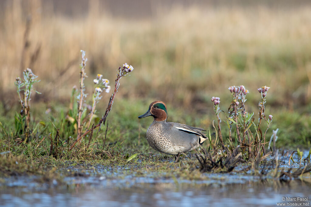 Eurasian Teal male adult, identification