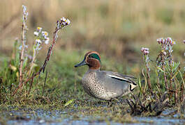 Eurasian Teal