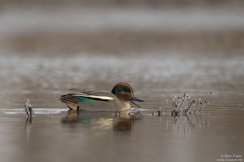 Sarcelle d'hiver mâle, identification