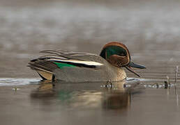 Eurasian Teal