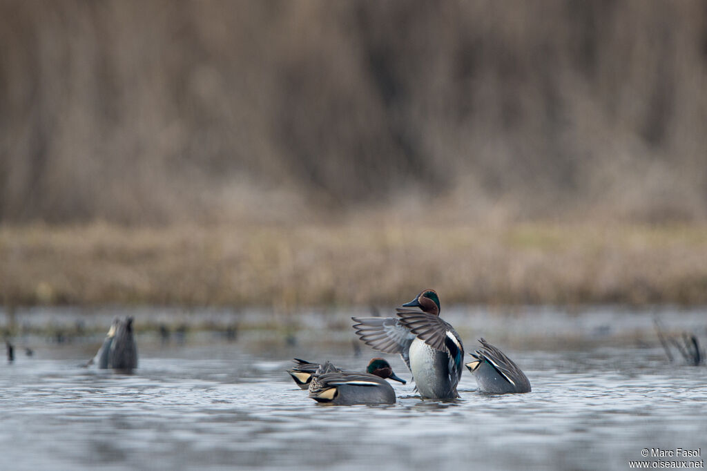 Eurasian Tealadult