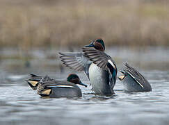 Eurasian Teal