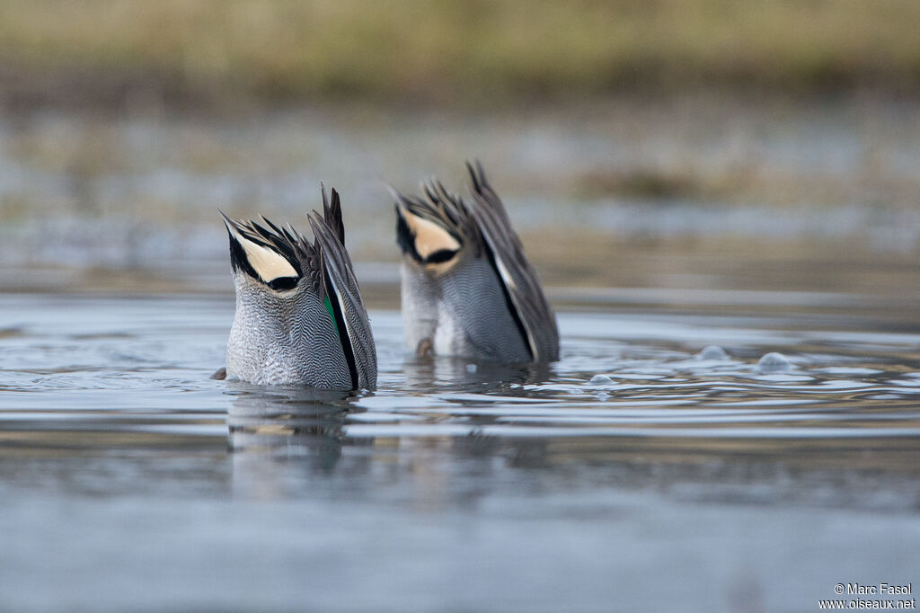 Eurasian Teal male adult breeding, fishing/hunting, eats