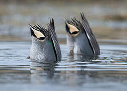 Eurasian Teal