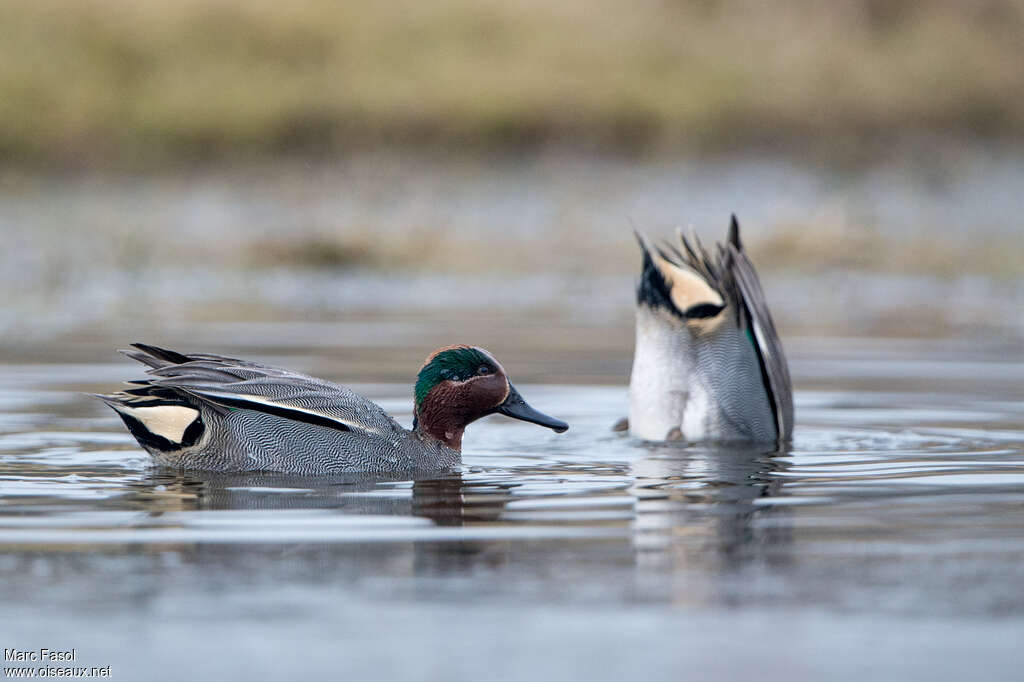 Eurasian Teal male adult, eats