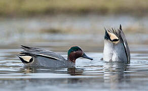 Eurasian Teal