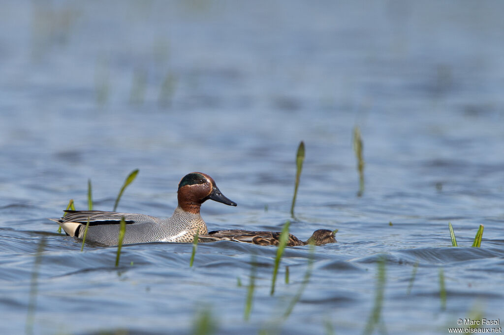 Eurasian Tealadult breeding, mating.