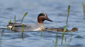 Eurasian Teal