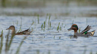 Eurasian Teal