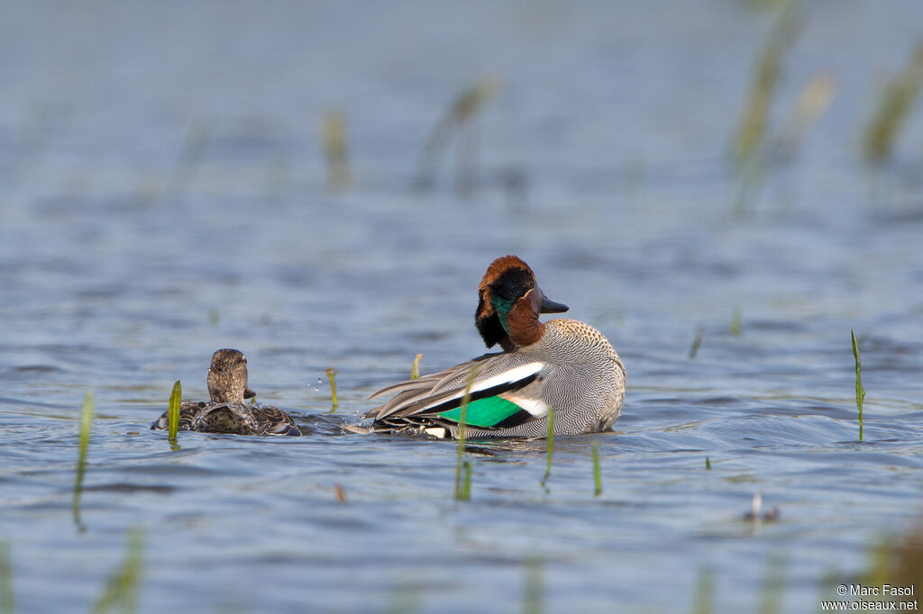 Eurasian Tealadult breeding, mating.