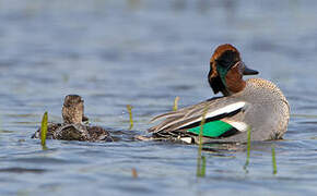 Eurasian Teal