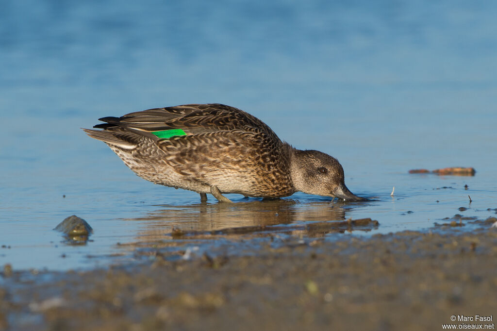 Eurasian Teal female, identification, feeding habits