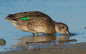 Eurasian Teal