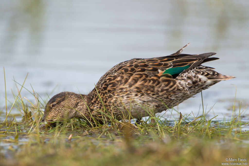 Eurasian Teal female adult, identification, walking, eats