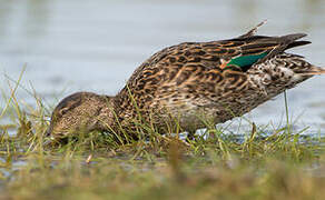 Eurasian Teal