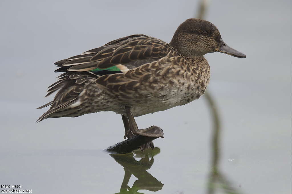 Eurasian Teal female adult, identification