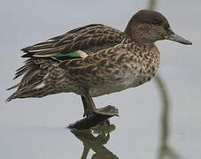 Eurasian Teal