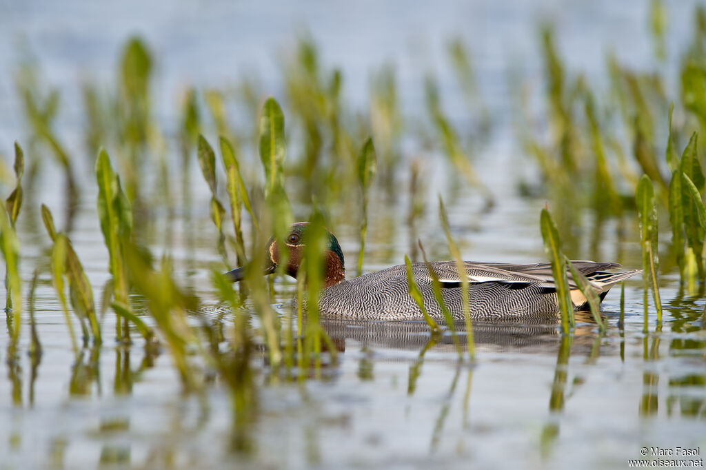 Eurasian Teal male adult, identification, swimming