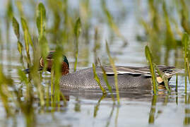 Eurasian Teal