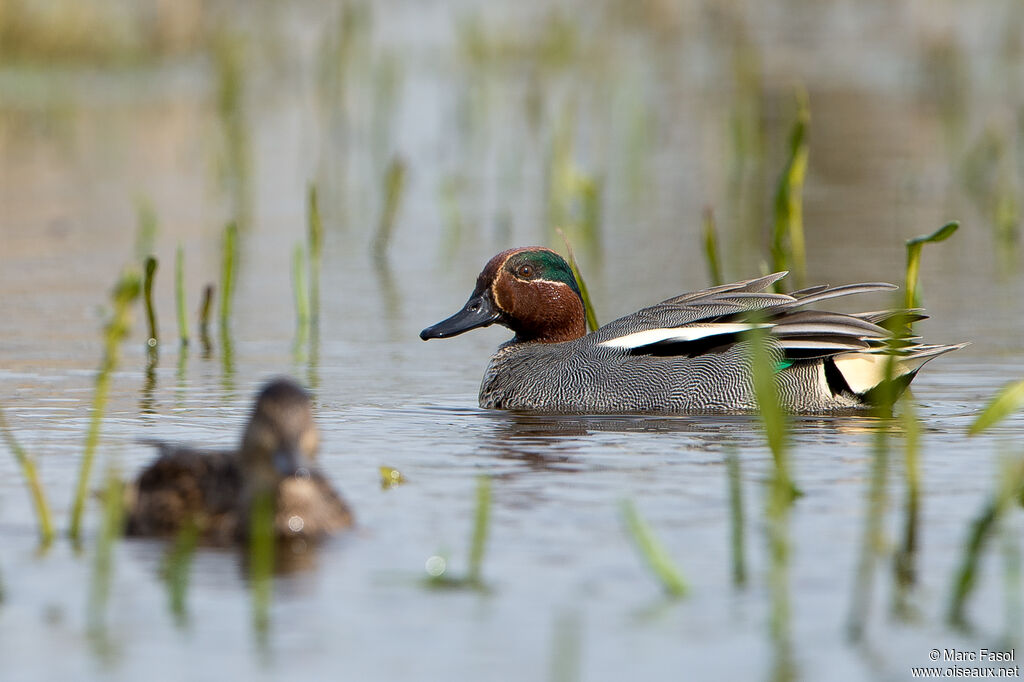 Eurasian Tealadult breeding, swimming