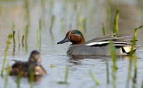 Eurasian Teal