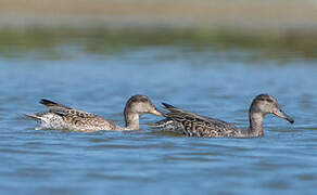 Eurasian Teal