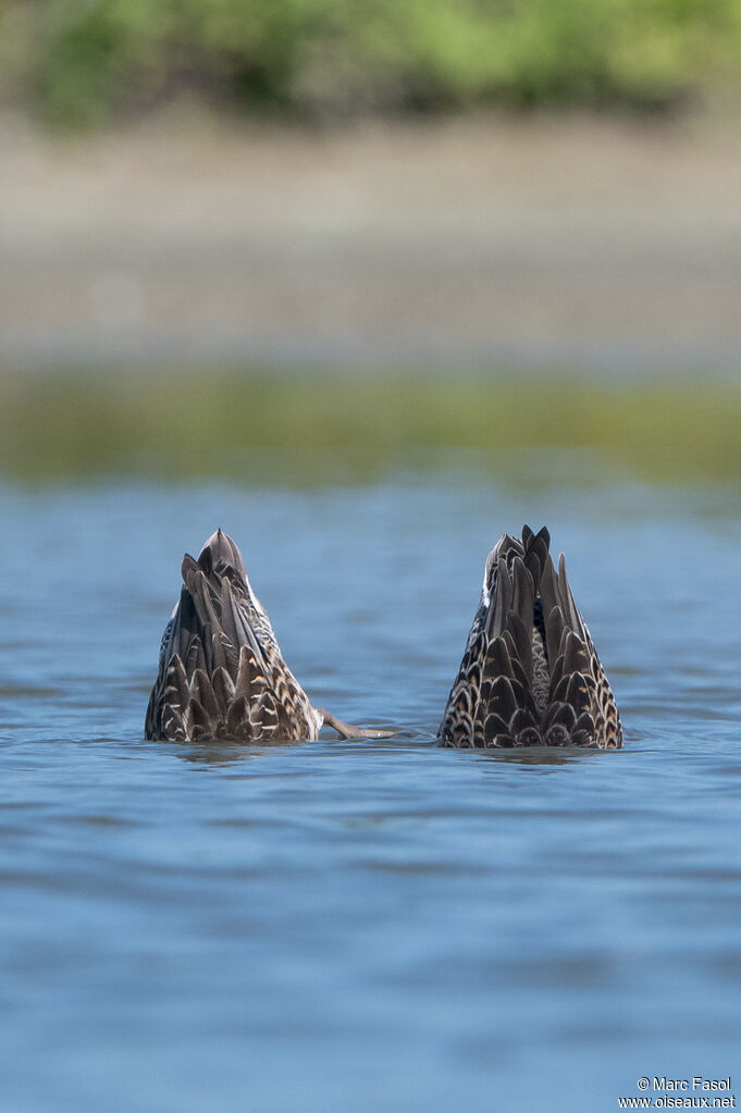 Eurasian Tealadult, fishing/hunting