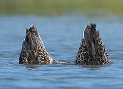 Eurasian Teal