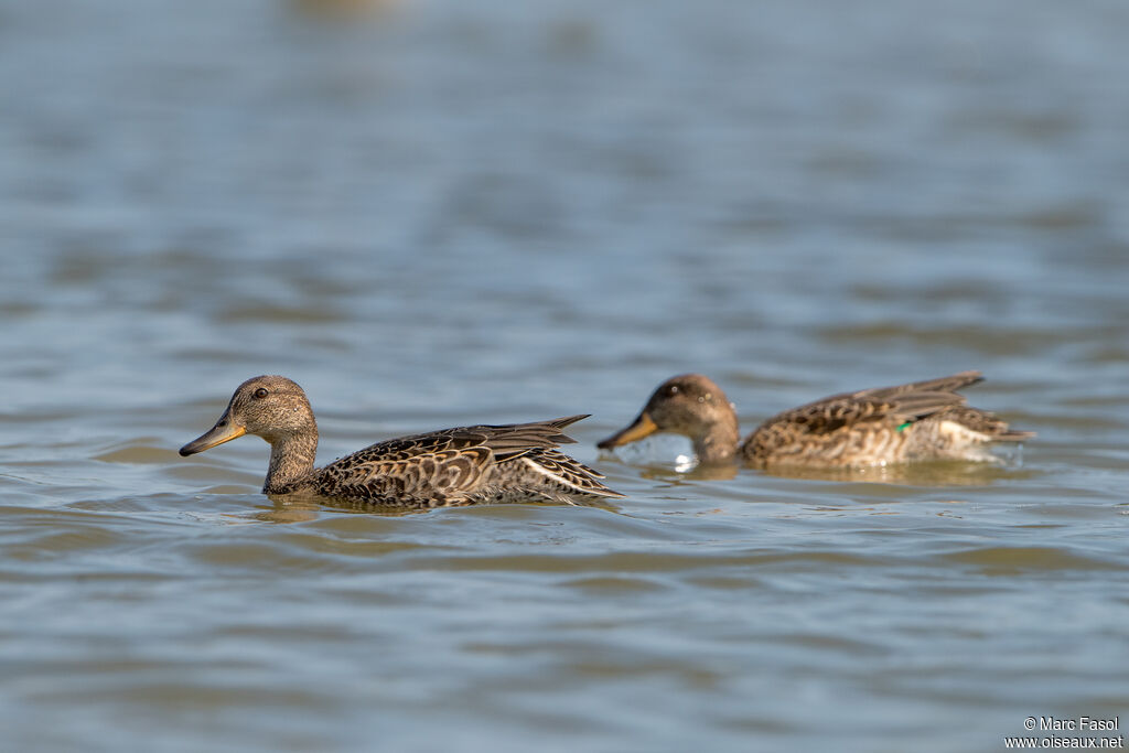 Eurasian Tealadult transition