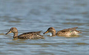 Eurasian Teal