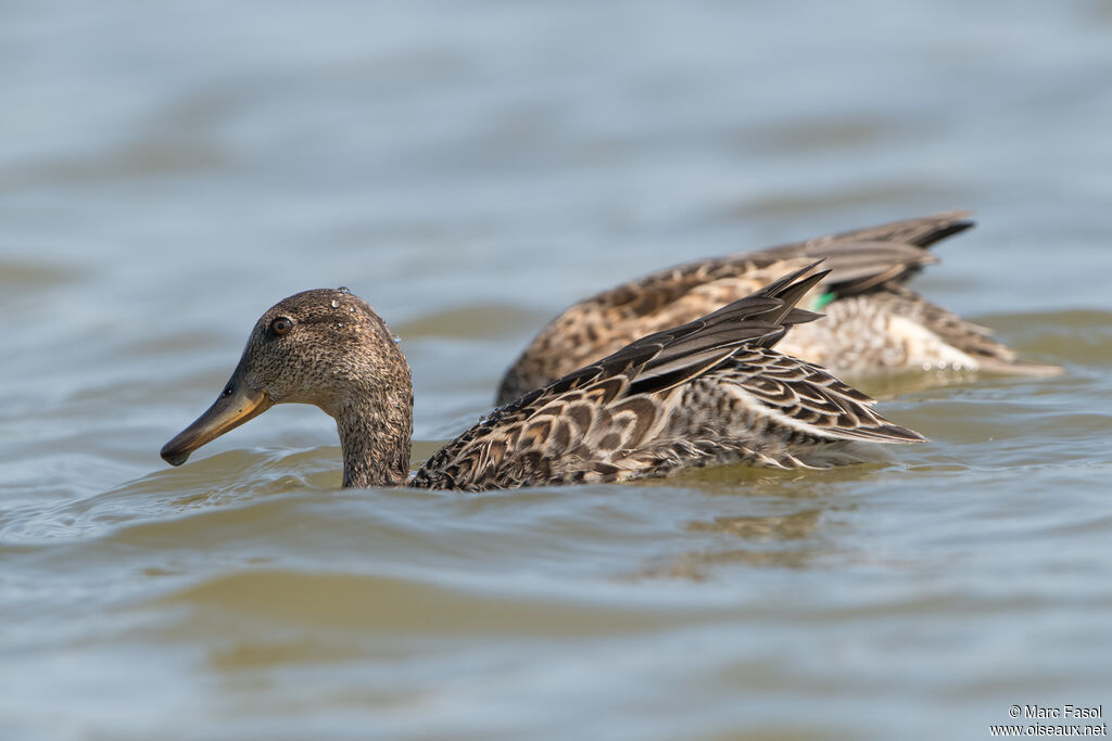 Eurasian Tealadult transition, fishing/hunting