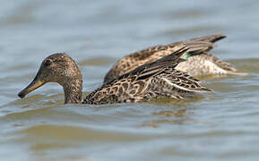 Eurasian Teal